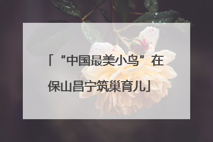 “中国最美小鸟”在保山昌宁筑巢育儿