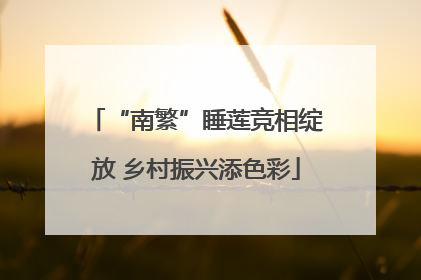 “南繁”睡莲竞相绽放 乡村振兴添色彩