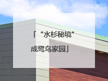 “水杉秘境”成鹭鸟家园
