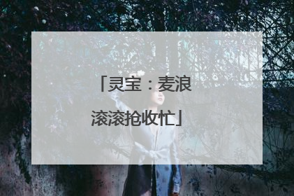 灵宝：麦浪滚滚抢收忙