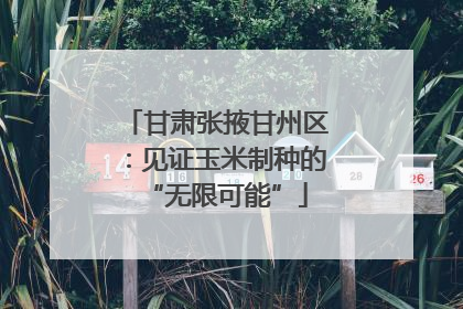 甘肃张掖甘州区：见证玉米制种的“无限可能”