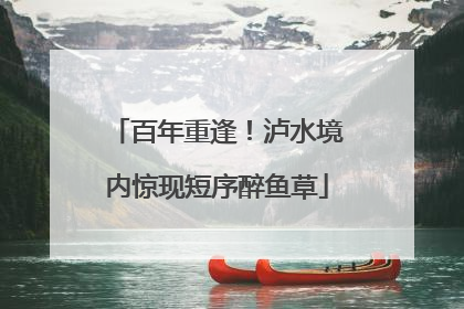百年重逢！泸水境内惊现短序醉鱼草