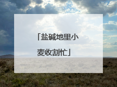 盐碱地里小麦收割忙