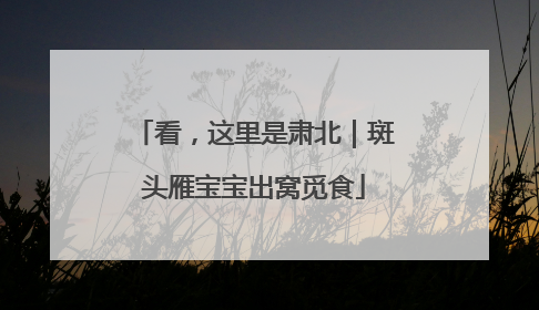 看，这里是肃北｜斑头雁宝宝出窝觅食