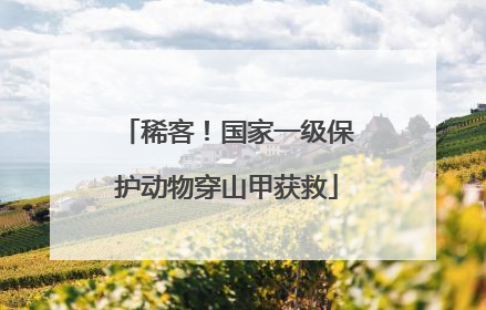 稀客！国家一级保护动物穿山甲获救
