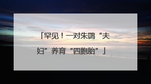 罕见！一对朱鹮“夫妇”养育“四胞胎”