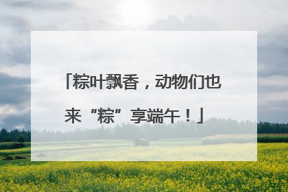 粽叶飘香，动物们也来“粽”享端午！