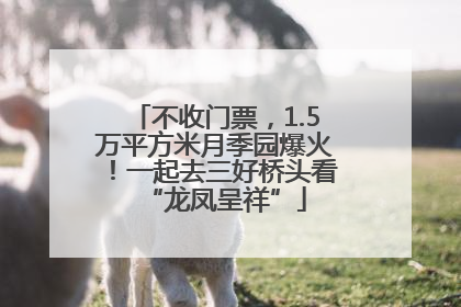 不收门票，1.5万平方米月季园爆火！一起去三好桥头看“龙凤呈祥”