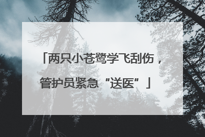 两只小苍鹭学飞刮伤，管护员紧急“送医”