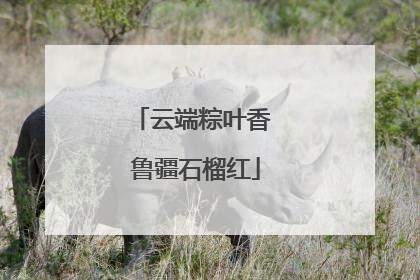云端粽叶香 鲁疆石榴红