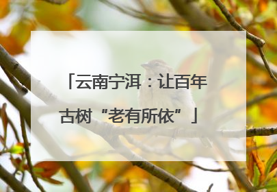 云南宁洱：让百年古树“老有所依”