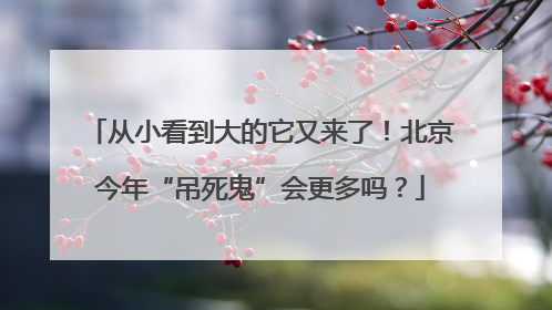 从小看到大的它又来了！北京今年“吊死鬼”会更多吗？