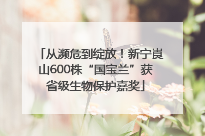 从濒危到绽放！新宁崀山600株“国宝兰”获省级生物保护嘉奖