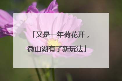 又是一年荷花开，微山湖有了新玩法