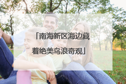 南海新区海边藏着绝美鸟浪奇观