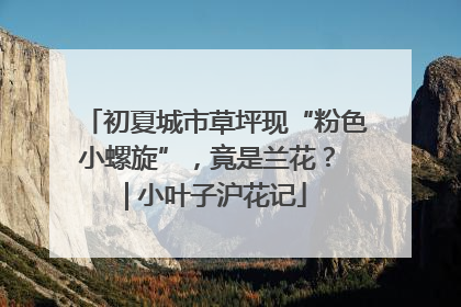 初夏城市草坪现“粉色小螺旋”，竟是兰花？ | 小叶子沪花记