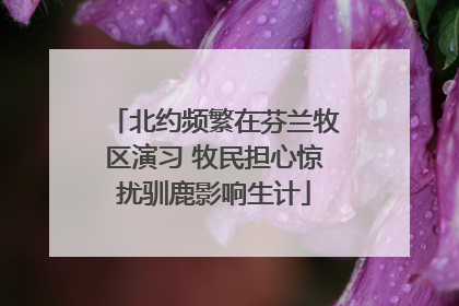 北约频繁在芬兰牧区演习 牧民担心惊扰驯鹿影响生计
