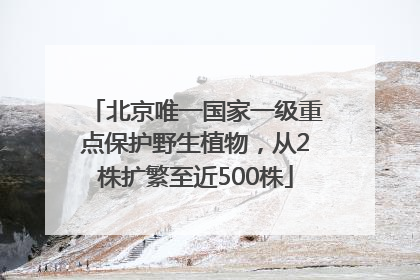 北京唯一国家一级重点保护野生植物，从2株扩繁至近500株