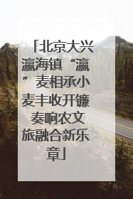 北京大兴瀛海镇“瀛”麦相承小麦丰收开镰 奏响农文旅融合新乐章