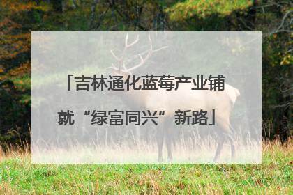 吉林通化蓝莓产业铺就“绿富同兴”新路