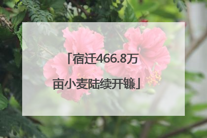 宿迁466.8万亩小麦陆续开镰