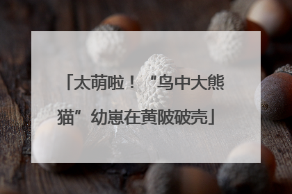 太萌啦！“鸟中大熊猫”幼崽在黄陂破壳