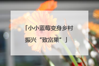 小小蓝莓变身乡村振兴“致富果”