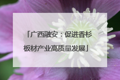 广西融安：促进香杉板材产业高质量发展