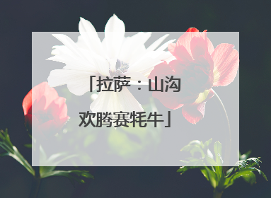 拉萨：山沟欢腾赛牦牛
