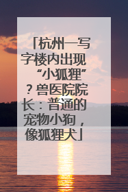 杭州一写字楼内出现“小狐狸”？兽医院院长：普通的宠物小狗，像狐狸犬