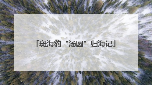 斑海豹“汤圆”归海记