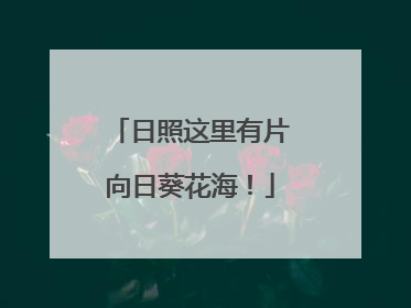 日照这里有片向日葵花海！