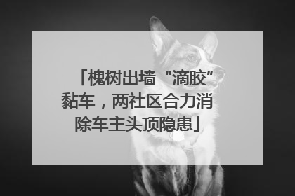槐树出墙“滴胶”黏车，两社区合力消除车主头顶隐患