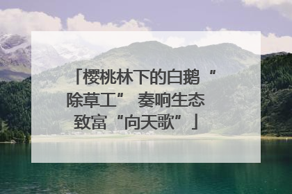 樱桃林下的白鹅“除草工” 奏响生态致富“向天歌”