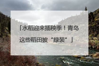 水稻迎来插秧季！青岛这些稻田披“绿装”