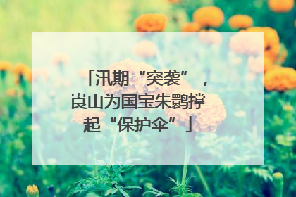 汛期“突袭”，崀山为国宝朱鹮撑起“保护伞”
