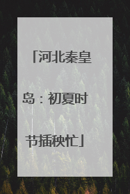 河北秦皇岛：初夏时节插秧忙