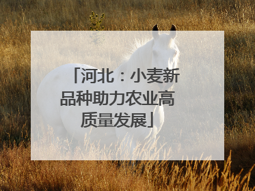 河北：小麦新品种助力农业高质量发展