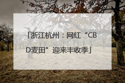 浙江杭州：网红“CBD麦田”迎来丰收季
