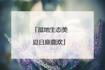 湿地生态美 夏日麋鹿欢