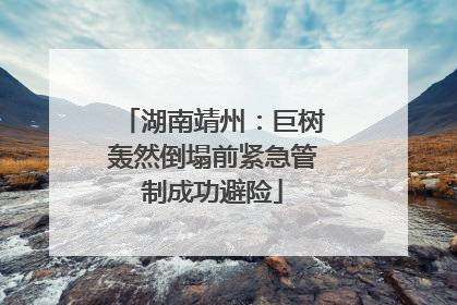 湖南靖州：巨树轰然倒塌前紧急管制成功避险