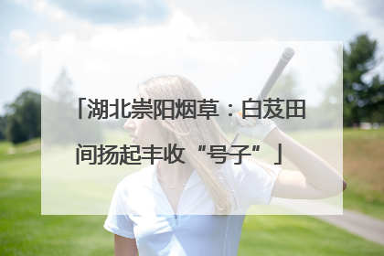 湖北崇阳烟草：白芨田间扬起丰收“号子”