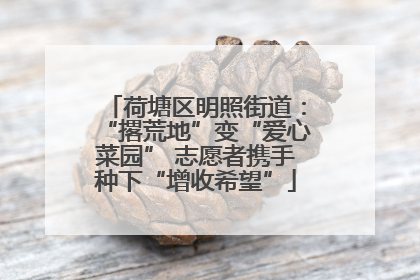 荷塘区明照街道：“撂荒地”变“爱心菜园” 志愿者携手种下“增收希望”