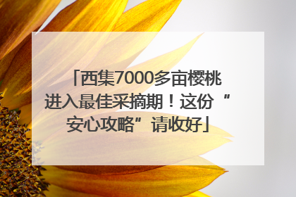 西集7000多亩樱桃进入最佳采摘期！这份“安心攻略”请收好