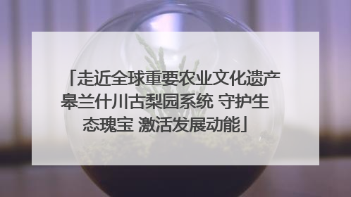 走近全球重要农业文化遗产皋兰什川古梨园系统 守护生态瑰宝 激活发展动能