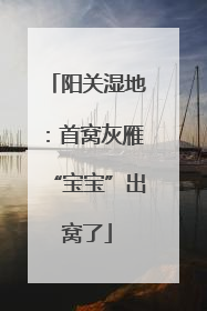 阳关湿地：首窝灰雁“宝宝”出窝了