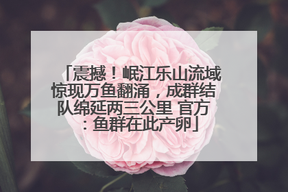 震撼！岷江乐山流域惊现万鱼翻涌，成群结队绵延两三公里 官方：鱼群在此产卵