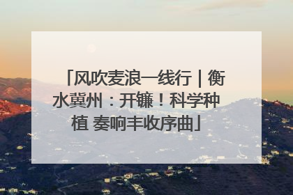 风吹麦浪一线行｜衡水冀州：开镰！科学种植 奏响丰收序曲