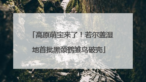 高原萌宝来了！若尔盖湿地首批黑颈鹤雏鸟破壳