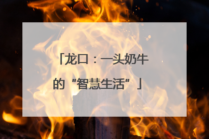 龙口：一头奶牛的“智慧生活”